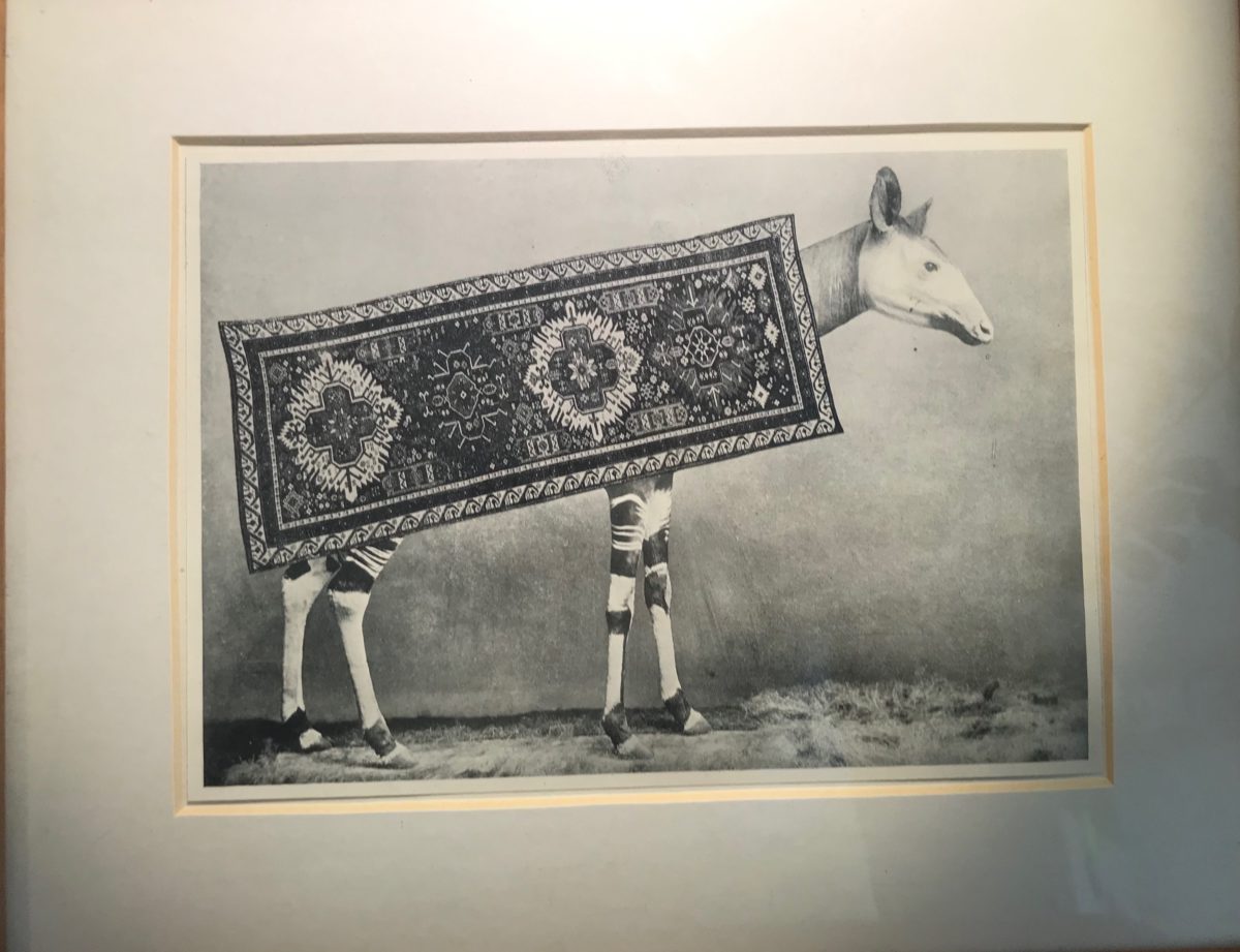 Interior #2, #3, #6 en Okapi