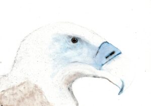 Grauwe Gier